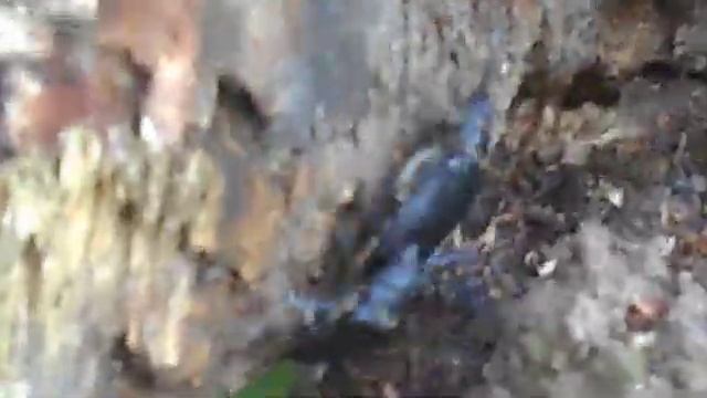 большие жуки. спаривание короедов. 2019.08.11 подмосковье смотреть онлайн