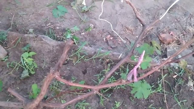 Опылила виноград из косточки Велесом, завязалась гроздь. Первые пробные прививки.