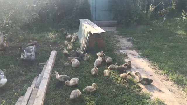 Утки Порода Голубой Фаворит, плюсы и минусы. Борьба с пухоедом. смотреть онлайн