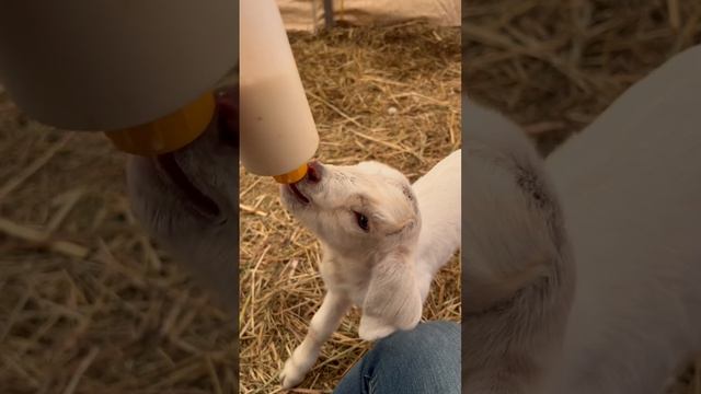 Happy bottle fed baby goat