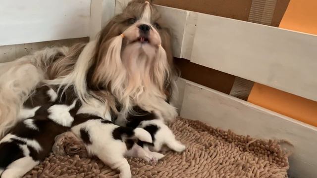 Вся семья в сборе, отец щенков Степашка принимает участие в кормлении малышей смотреть онлайн