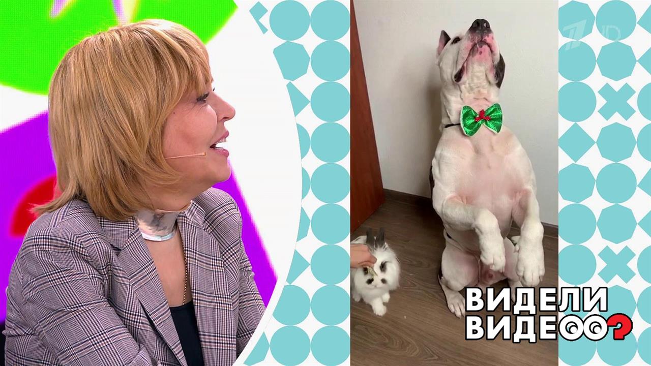 Терьер делает "Зайку" с настоящим зайкой. Видели видео? Фрагмент выпуска от 07.01.2020