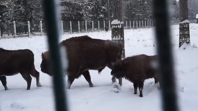 Прогулки с зубрами: вольеры Беловежской пущи смотреть онлайн