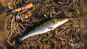 как ловить судака на спиннинг весной. Ловля судака на спиннинг