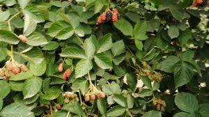 Ежевика Небеса могут подождать, мой недоснятый ролик