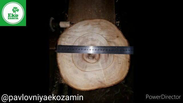 Pavlonya павлония