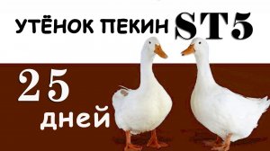 Взвешивание в 25 дней, улучшенная бройлерная утка ст5. Постелила ковры бройлерам.