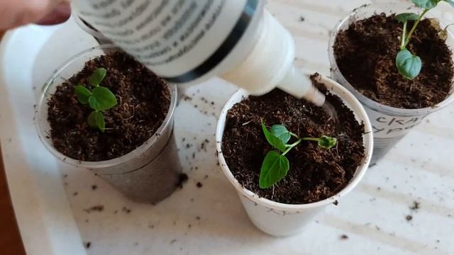 Всходы гибискуса болотного (травянистого) смотреть онлайн