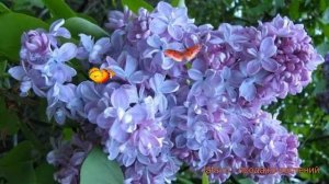 Сирень обыкновенная Андрюша Громов ? обзор: как сажать, саженцы сирени Андрюша Громов