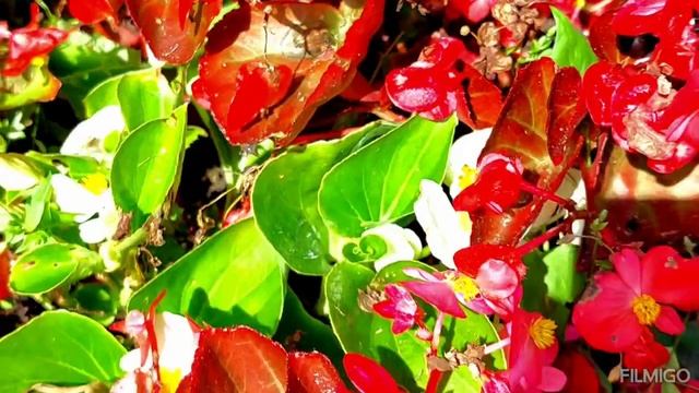 Наш прекрасный летний сад. Цветы, ягоды, фрукты. Август 2023 года. смотреть онлайн