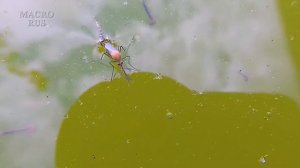 Рождение комара. Birth of a mosquito. Nacimiento de un mosquito. 蚊子的誕生。MACRORUS