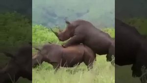 СМЕШНЫЕ ЖИВОТНЫЕ +18    #животные #приколы  #funnyanimals #cuteanimals #animals #zooanimals