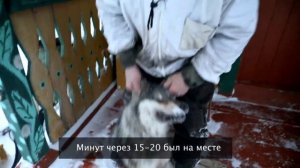 По волчьим законам...