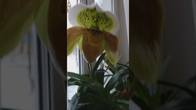 Орхидея Башмачок (Пафиопедилум/Paphiopedilum)