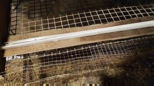 моя домашняя птица: фазаны, куры, утки, гуси, перепела, индюки