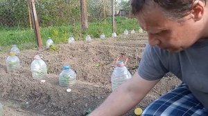 НУЖЕН СОВЕТ: ЖЕЛТЕЕТ РАССАДА КАПУСТЫ!