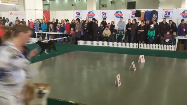 Astra viktoriya yana yoshi смотреть онлайн