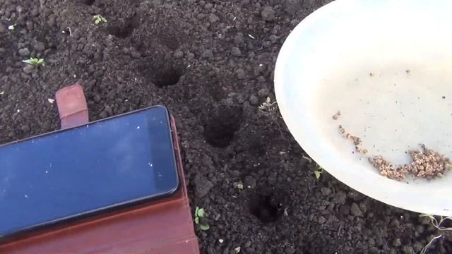 Посадка свеклы для Отличного урожая свеклы 2018 Секреты посадки свеклы. посадка свеклы в улитку