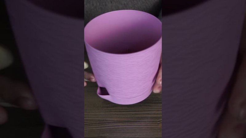 Посадка косточки Манго из магазина ✔️ Ждём результат