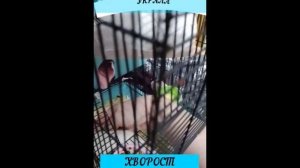 #Shorts Украла ХВОРОСТ
