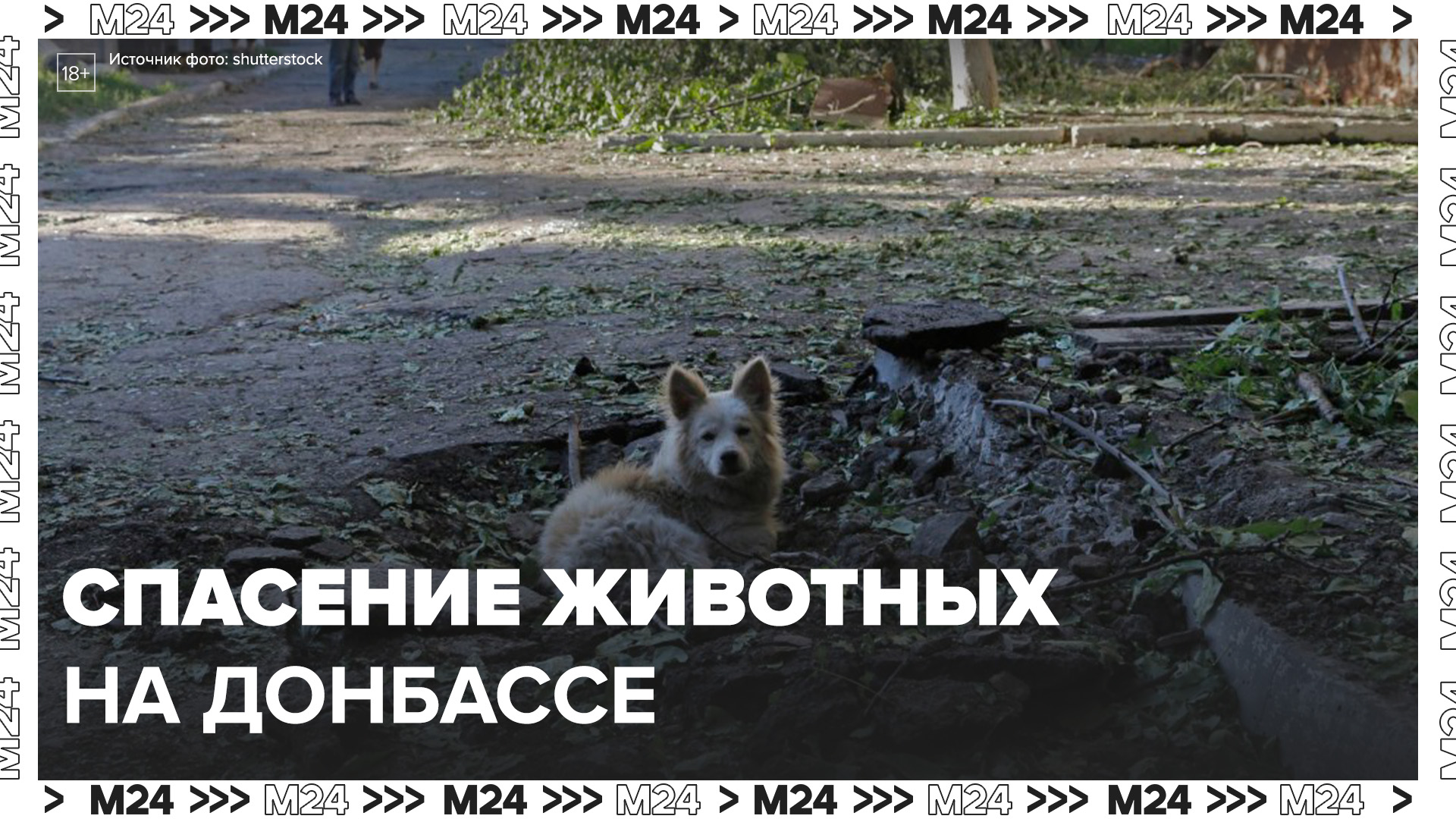 Волонтеры спасли тысячи животных в Донбассе: "Актуальный репортаж" - Москва 24