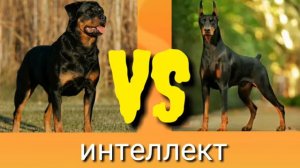 Ротвейлер VS доберман