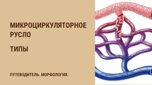 Микроциркуляторное русло. Типы