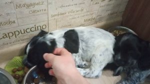 Щенки русского спаниеля