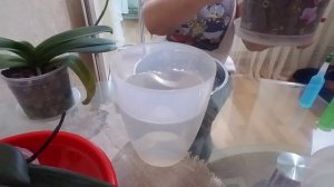 Поливаю орхидеи. Мой метод полива. Применяю японские удобрения. 18 сентября 2020 г.