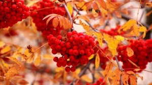 Рябина зреет в сентябре
