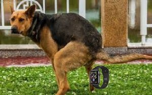 APPLE WATCH = MUSOR | СТОИТ ЛИ ПОКУПАТЬ ЭПЛ ВОТЧ