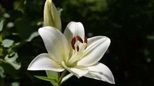 У дороги лилия цвела - христианская песня. Назарук.