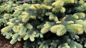 Picea pungens ' Niemetz ' Spring White Dwarf Colorado Blue Spruce  May 15, 2020