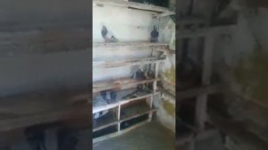 ,, ПРЕПОРАТЫ ДЛЯ ГОЛУБЕЙ.. РАБОТАЮТ