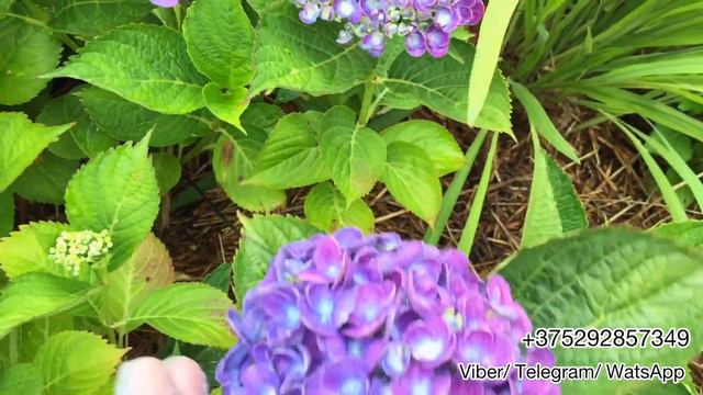 Крупнолистная гортензия Hopcorn. Беларусь. Окрашивание крупнолистных гортензий.