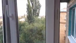 Выращивание инжира в вазоне с плодами в квартире
