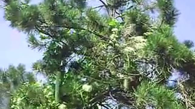 Кабачки на даче залезли на сосну смотреть онлайн