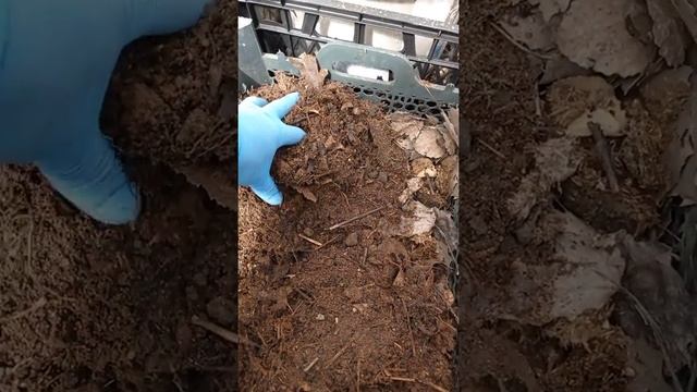 Сажаю кабачок на рассаду в ящики