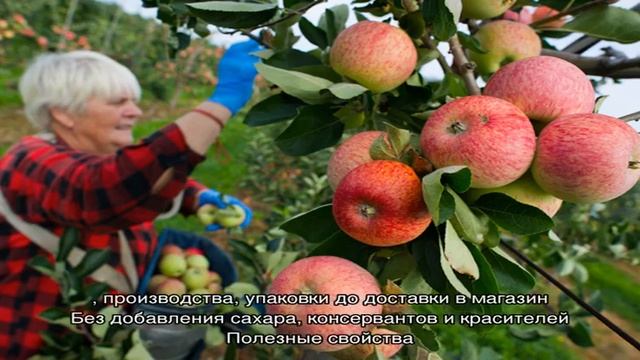 Сок Агуша Груша 500 мл, осветленный