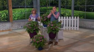 Roberta's 4-piece Scented Citronella Geranium Collection on QVC