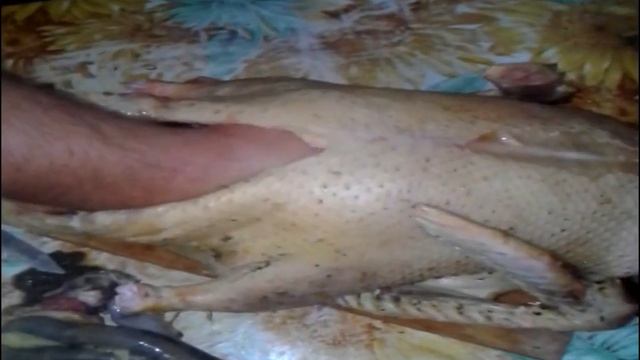 Как выпотрошить утку правильно Подробно