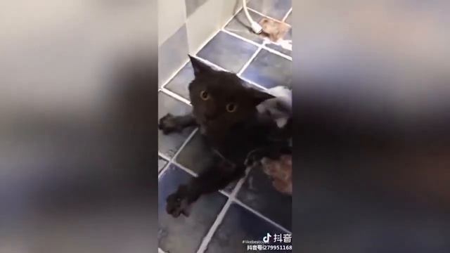 говорящий кот моется в ванной смотреть онлайн