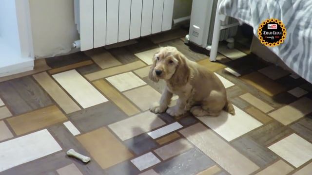 Ричарду 3 месяца. Как проходят наши занятия. Дрессировка щенка. Английский Кокер спаниель. смотреть онлайн