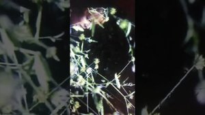 Сергей чумаков валяй гуляй