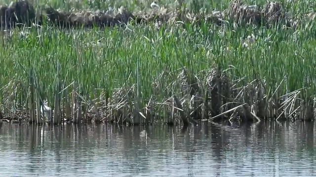 №2256 03 06 2022 На озере смотреть онлайн