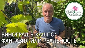 ВИНОГРАД В КАШПО: ФАНТАЗИЯ ИЛИ РЕАЛЬНОСТЬ