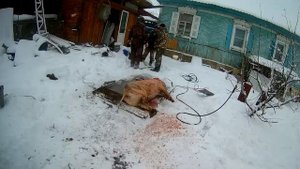 давайте резать свинью
