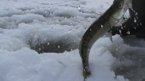 Рыбалка зимняя судак и берш на тюльку и прыщ Кама Трой Урай