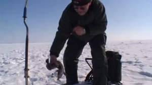 Зимняя ловля налима на Онежском озере