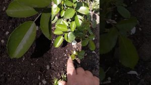 Мускусный гибрид Роза Втерлоо.Первое цветение.